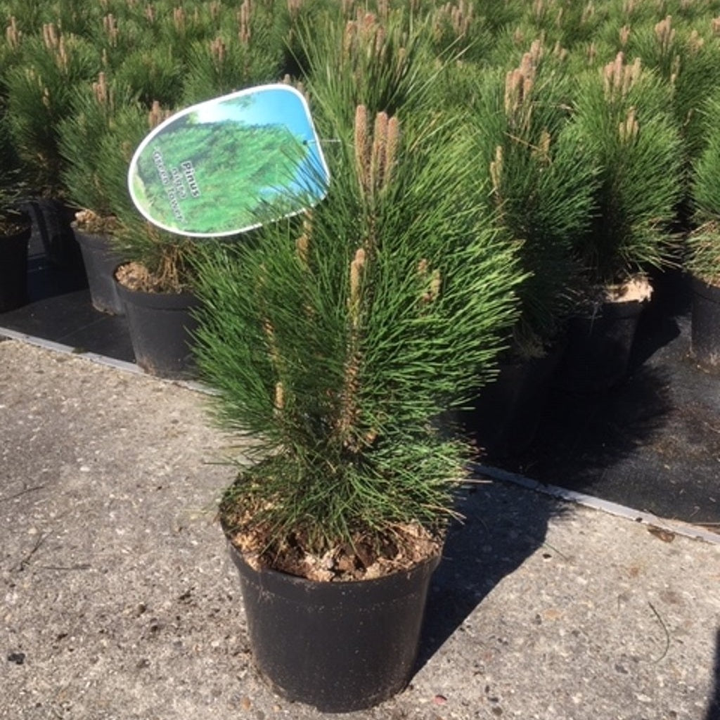 Svarttall – Pinus nigra 'Green Tower' - C7.5 30-40 CM